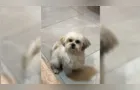 Cachorrinho 'Pipoca' desaparece no Cará-Cará e família pede ajuda em Ponta Grossa