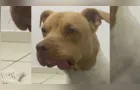 Tutora de pitbull que atacou outro cachorro em Ponta Grossa se pronuncia sobre o caso