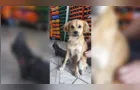 Cachorrinho perdido em Uvaranas é reencontrado pela tutora em Ponta Grossa