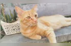 Gato laranja desaparece em Ponta Grossa e família pede ajuda