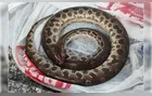 Homem morde sucuri após ser atacado; a cobra morreu