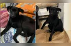 Tutora pede ajuda para encontrar cão desaparecido em Ponta Grossa