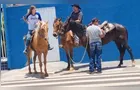 Pai busca filha a cavalo em escola de Ponta Grossa e vídeo viraliza nas redes