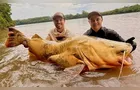 Peixe de 100 kg é capturado no Rio Ivaí e pode quebrar recorde nacional