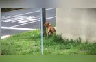 Pitbull solto leva medo a moradores do Órfãs em Ponta Grossa