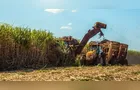 Seca e calor derrubam safra de cana no Brasil: Conab prevê 666,4 milhões de toneladas