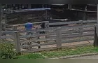Trabalhador é atacado por vaca durante manejo em Uvaia; veja o vídeo