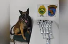 Cão farejador encontra mais de 6 kg de haxixe em ônibus na PR-151, em Piraí do Sul