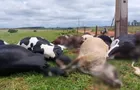 Descarga elétrica mata 19 vacas em propriedade rural do Paraná