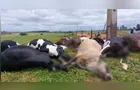 Descarga elétrica mata 19 vacas em propriedade rural do Paraná