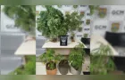 Plantação de maconha é encontrada em terreno no bairro Cará-Cará