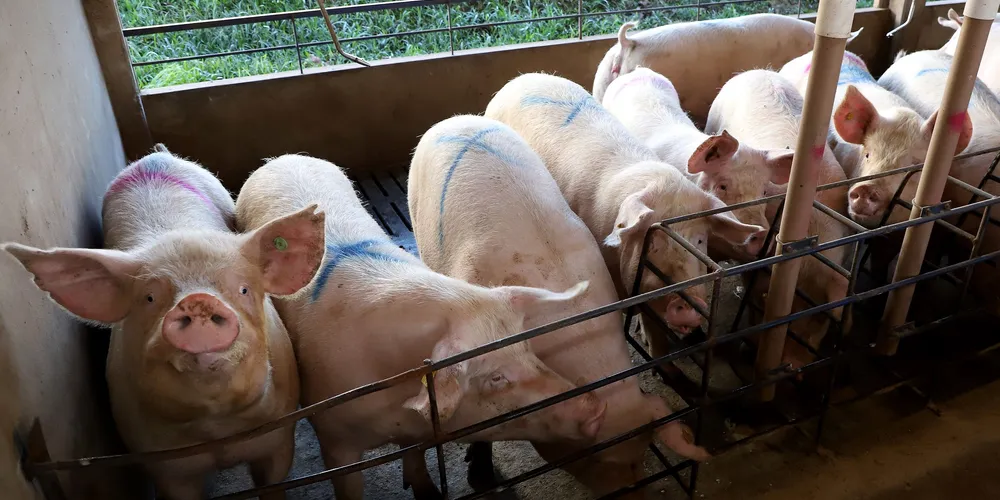 Produção de suínos no Paraná