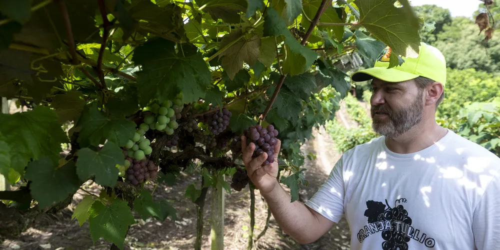 Visita a produtores de uva que fornecem para a FESUVA