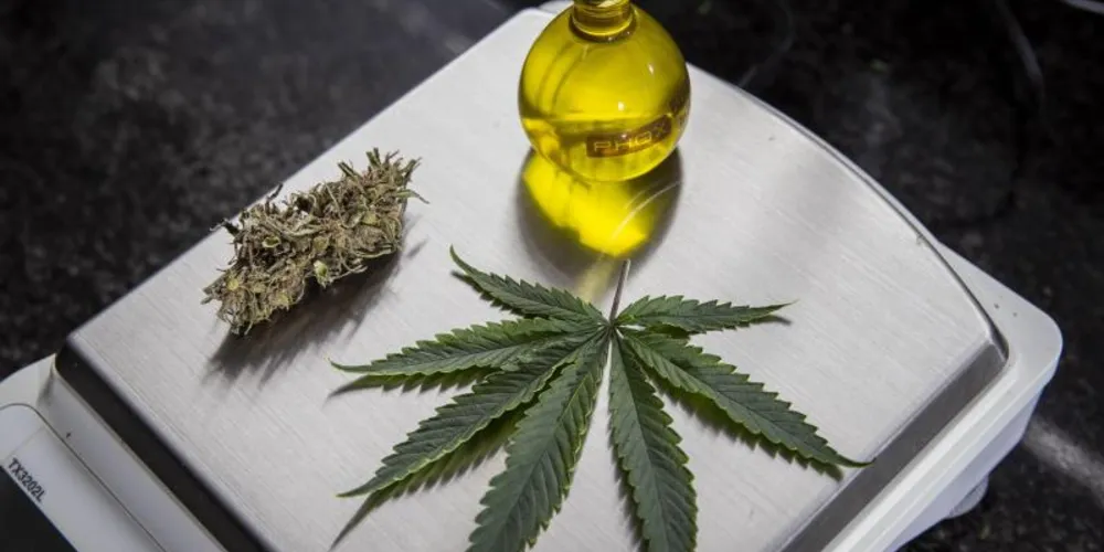 Senadores apresentaram projetos que buscam ampliar o acesso a tratamentos a base de cannabis medicinal