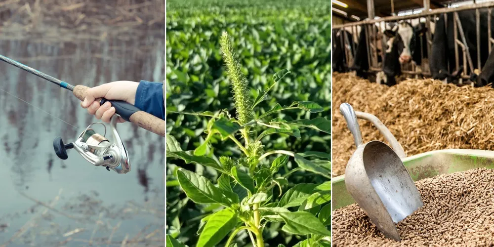 Imagem ilustrativa da imagem Confira as principais notícias do agronegócio da manhã desta sexta em PG e região