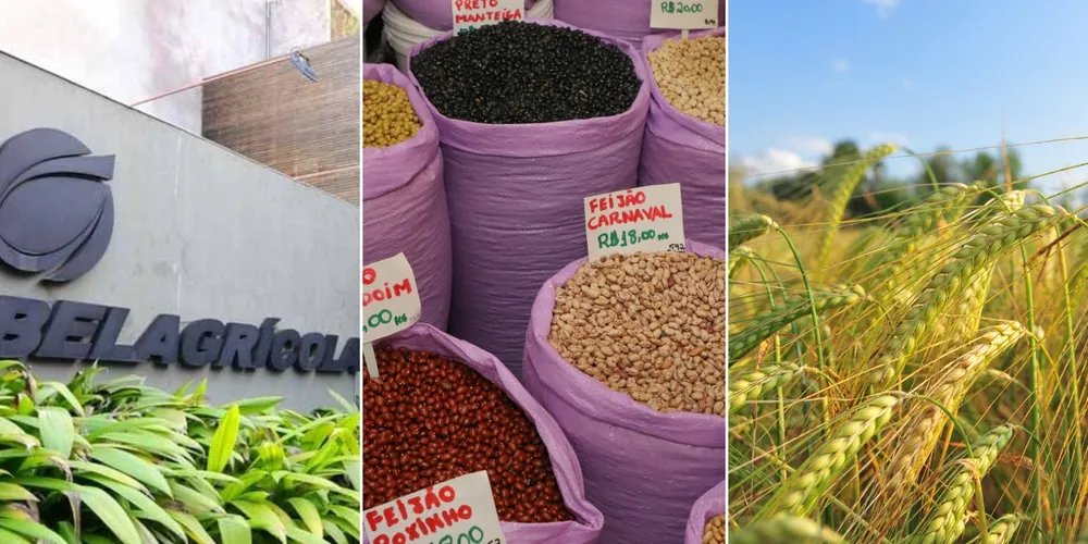 Imagem ilustrativa da imagem Confira as principais notícias do agronegócio da manhã desta segunda em PG e região