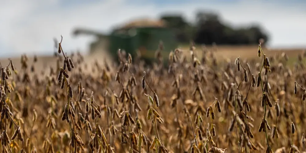 A receita com trigo deve recuar US$ 200 milhões (2,4%)