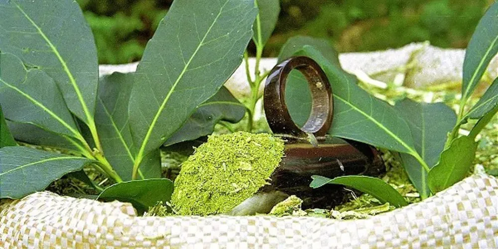 Produção de erva-mate