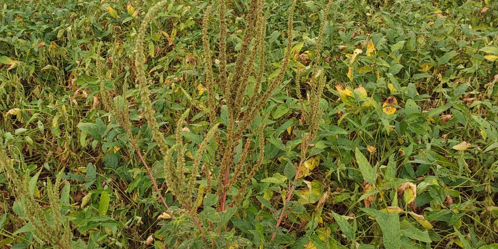 Planta agressiva pode crescer até 3 cm por dia e produzir 1 milhão de sementes