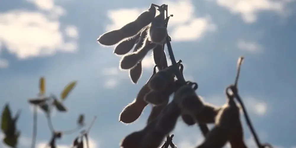 Planta de soja
