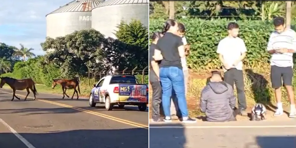 População reclama da falta de segurança na Avenida Pedro Wosgrau com a travessia de cavalos