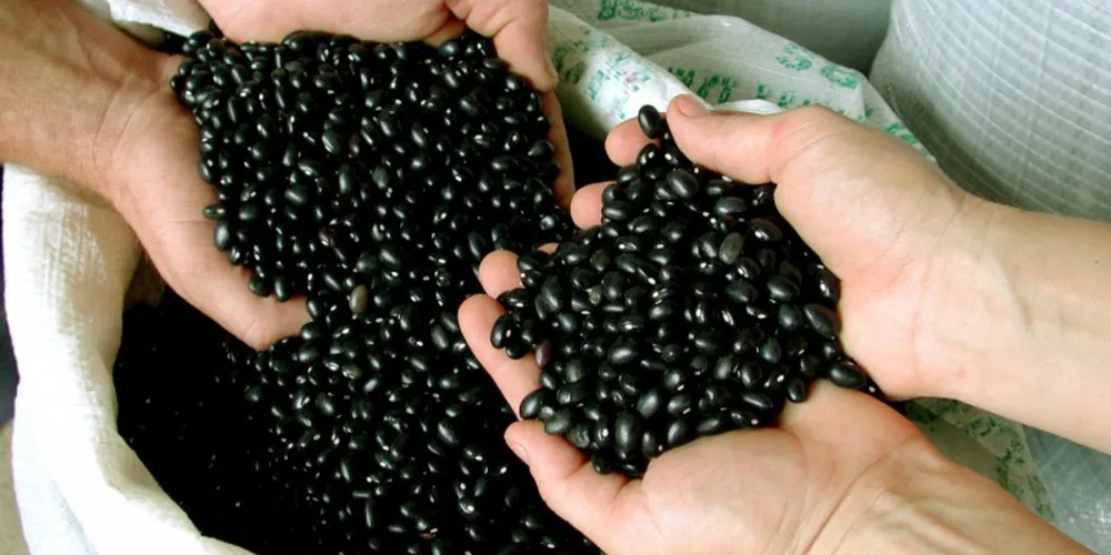 A projeção é de 19 mil hectares de produção.