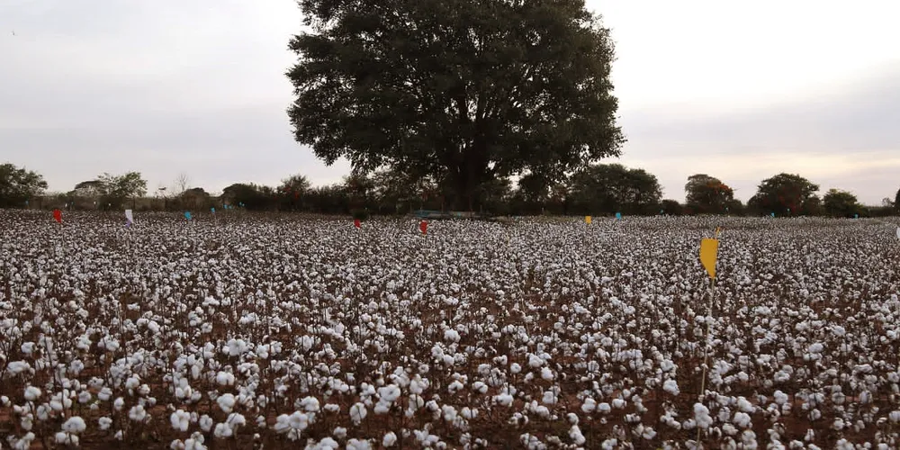 Produção da safra 2025/2026 deve recuar cerca de 9%