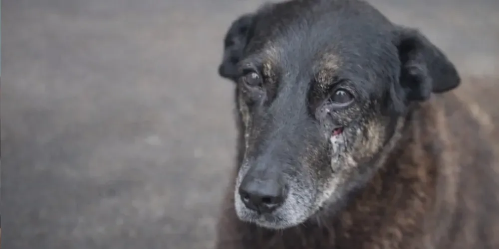 A morte do cão comunitário Orelha, na Praia Brava, litoral de Santa Catarina, provocou comoção em todo o país