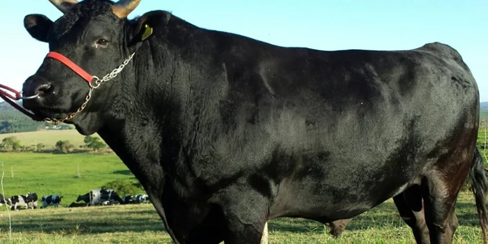 A união entre genética estrangeira e realidade brasileira gerou ao produtor um faturamento milhonário