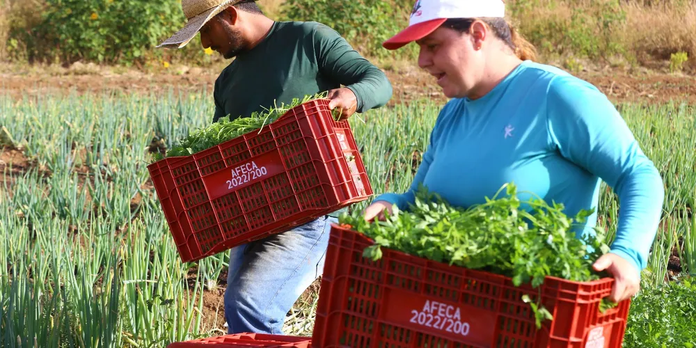 A fazenda é responsabilizada mesmo quando o trabalhador se recusa a usar o equipamento