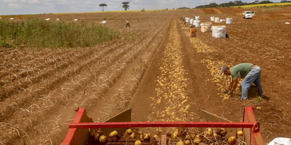 A batata no Paraná garante desconto de quase 60%