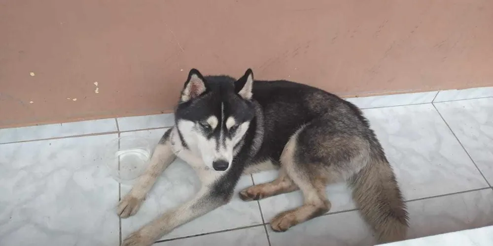 Cão da raça husky siberiano encontrado na Vila Palmeirinha