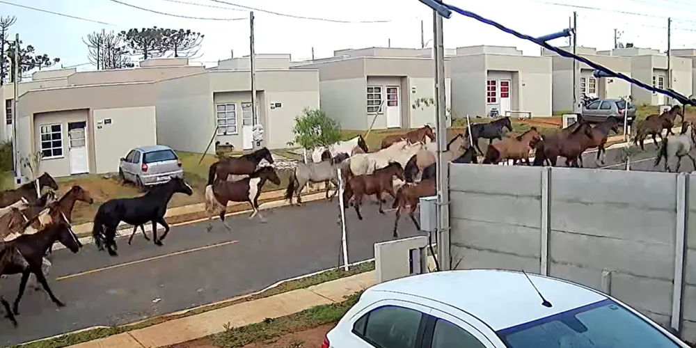 Imagens de câmera de segurança flagraram o momento que uma cavalaria passa pela rua do Residencial Bem Viver