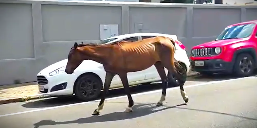Cavalo também apresentava sinal de magreza