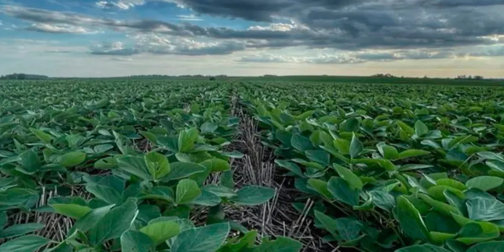 Chuva deixou vegetação acima da média histórica nas áreas monitoradas