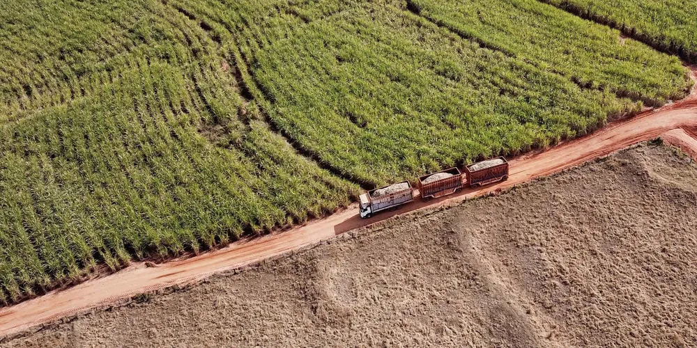 A produção aproveita as janelas de sol e a umidade disponível para o acúmulo de biomassa