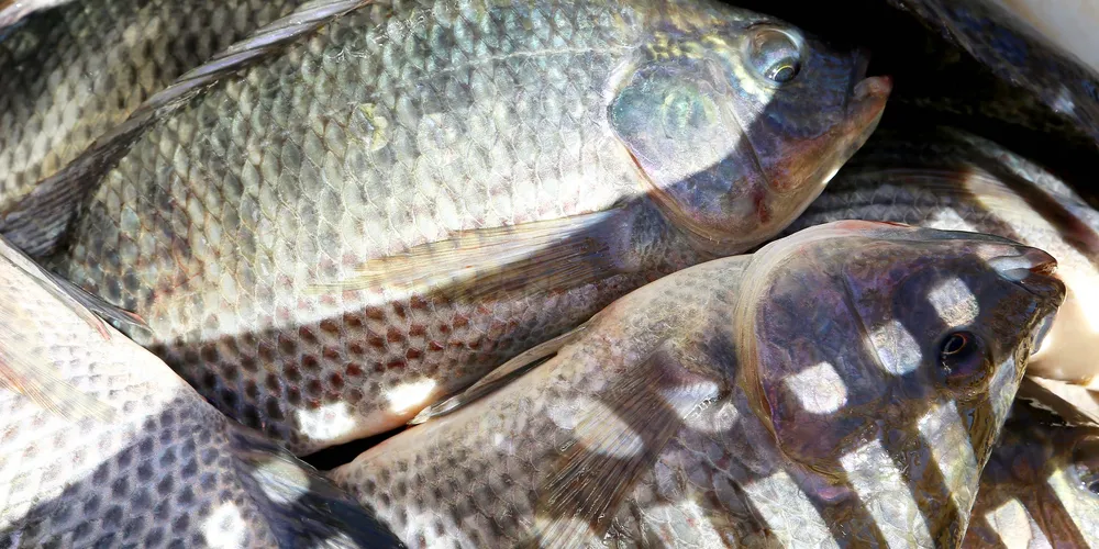 Expectativa é de preços estáveis ou até menores no varejo