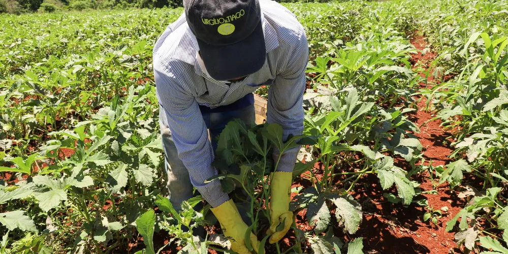 Programa de apoio ao cooperativismo da agricultura familiar prevê investimentos recordes de até R$ 100 milhões