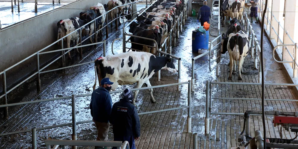 Leite, milho e boi gordo registraram alta na semana, enquanto aveia, batata, cevada e soja apresentaram recuo