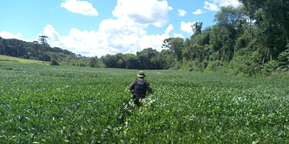 Área desmatada foi de aproximadamente 1 hectare de vegetação