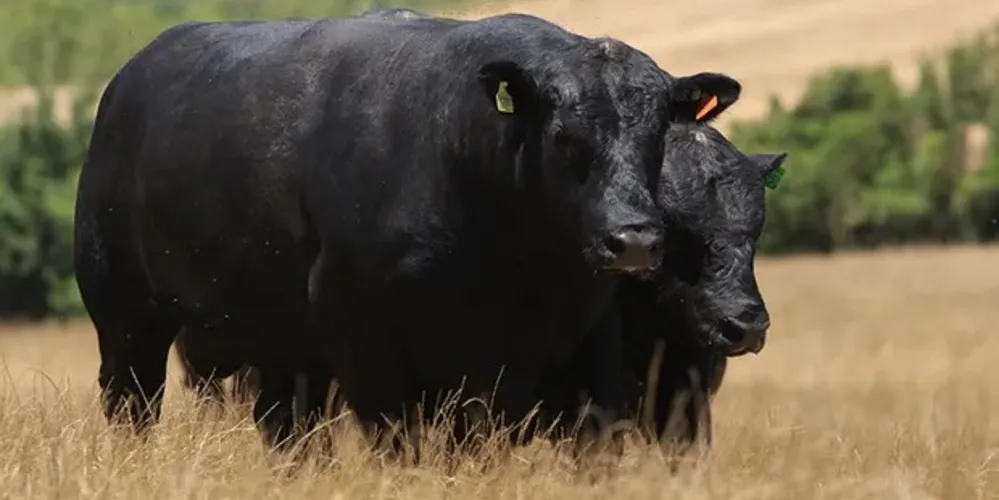 Cruzamento de touros Angus com vacas leiteiras das raças Holandesa e Jersey criará novo selo