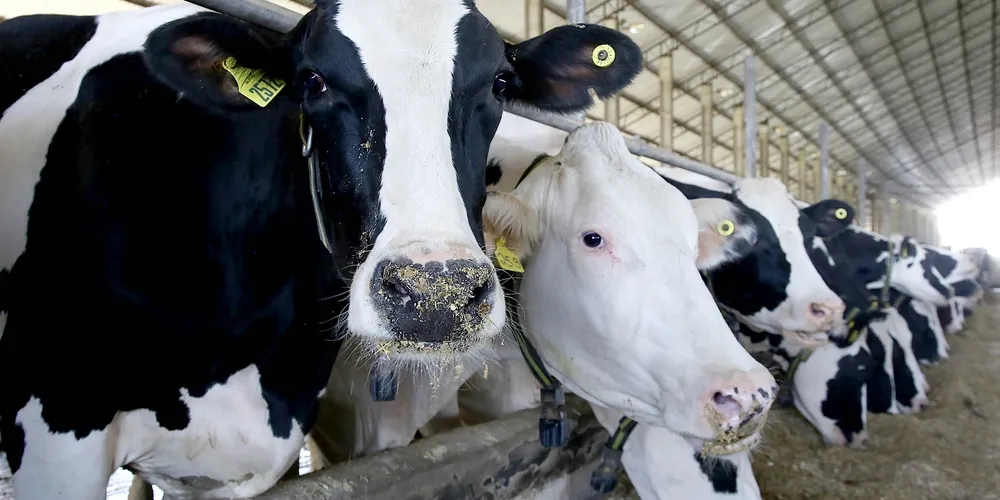 Subprodutos historicamente desprezados ganham espaço no mercado externo