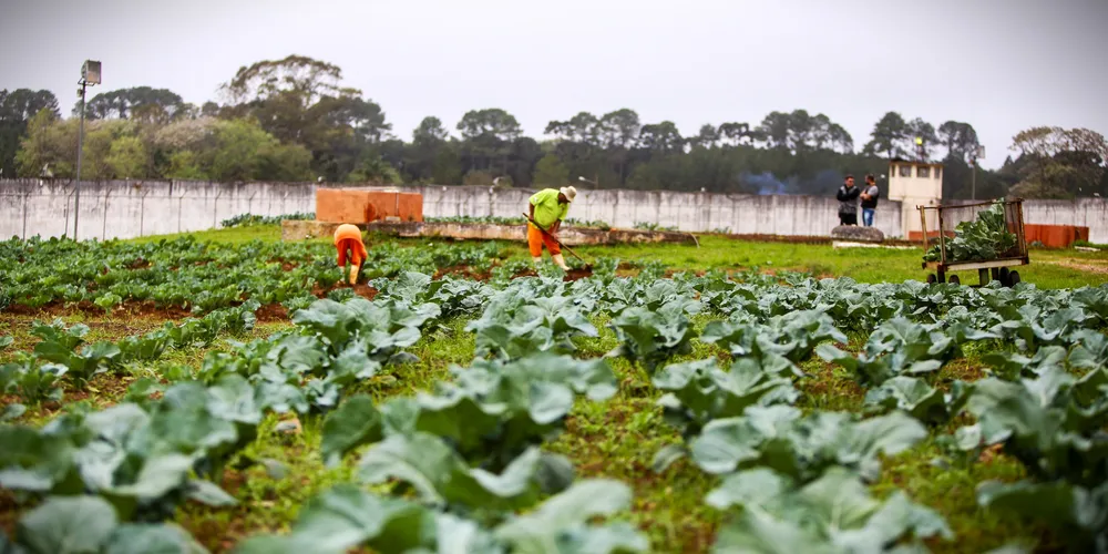 'Projeto Mãos Amigas' é uma das iniciativas do Governo do Paraná