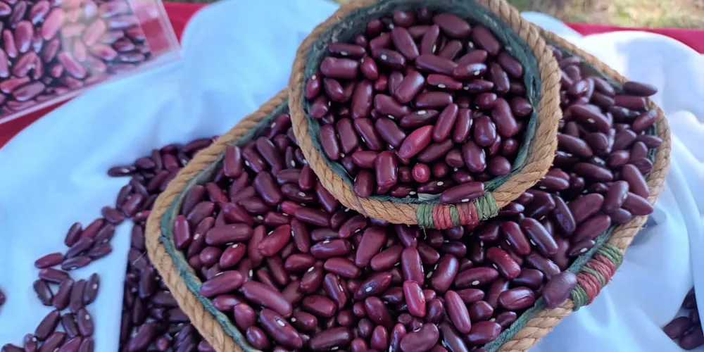 País exportou 500 mil toneladas do produto em 2025