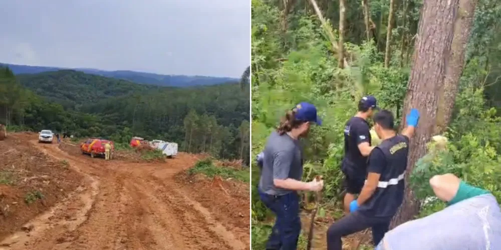 Vítima realizava o corte de árvores quando uma delas caiu e a atingiu gravemente