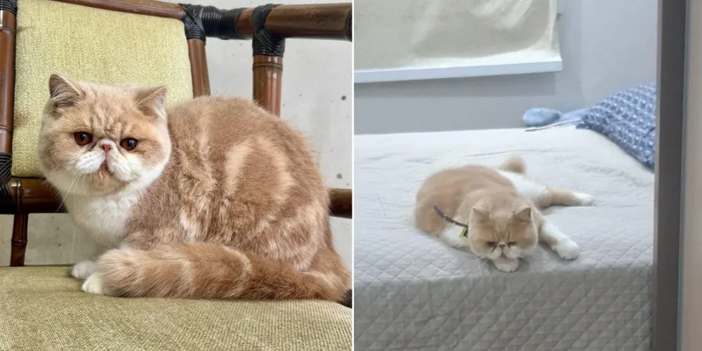 Dobby desapareceu nesse sábado (24)