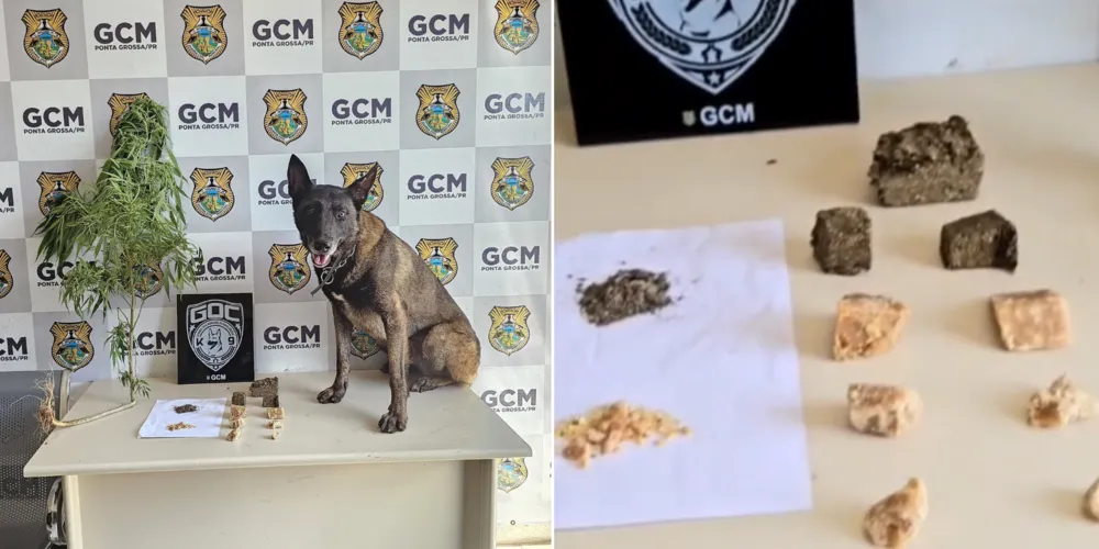 Bolt ajudou na busca por drogas no bairro Boa Vista