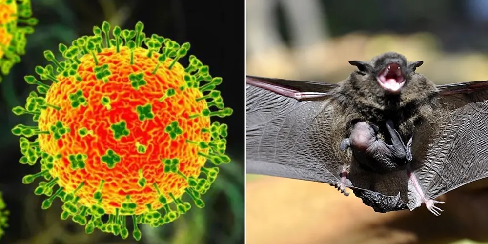 Vírus Nipah não tem vacina nem tratamento