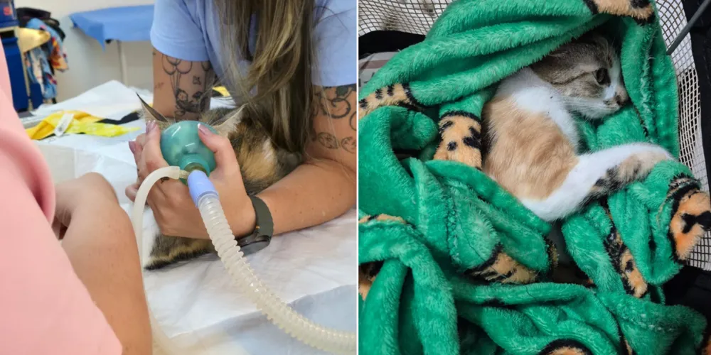 As testemunhas do mesmo prédio ouviram gritos da gata e, ao olharem pelas suas janelas, visualizaram a suspeita arremessando o animal.