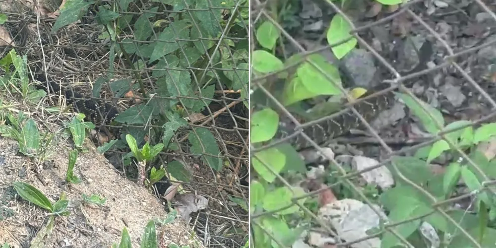 Animal foi retirado pelos policiais e solto em área de mata